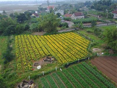 Thời tiết thất thường, nông dân lo 'trượt' vụ hoa tết