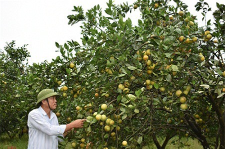 K4... đã thành "vàng"