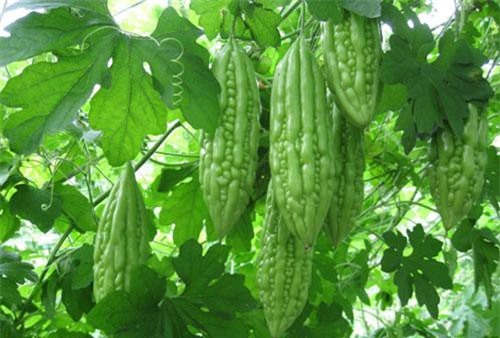 Hướng dẫn trồng khổ qua trong thùng xốp cho năng suất cao, ít sâu bệnh