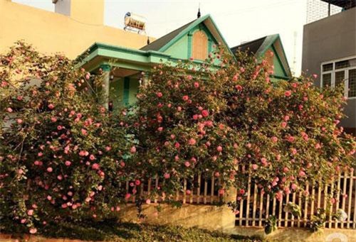 Ngôi nhà yên bình rợp bóng hồng cổ Sapa trên phố núi Tây Bắc của mẹ hai con