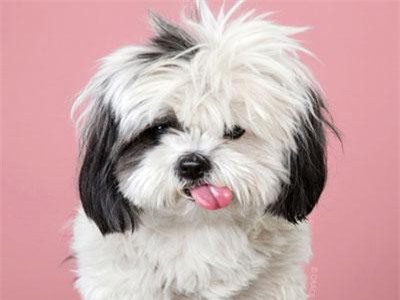 'Chết ngất' trước màn lột xác ngoạn mục của cún cưng sau khi 'cắt tóc'