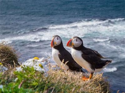 Bật mí những sự thật bất ngờ về các loài động vật