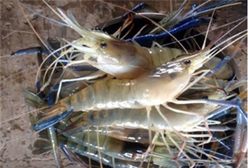 Nuôi tôm càng xanh toàn đực lợi nhuận cao gấp 5 lần trồng lúa