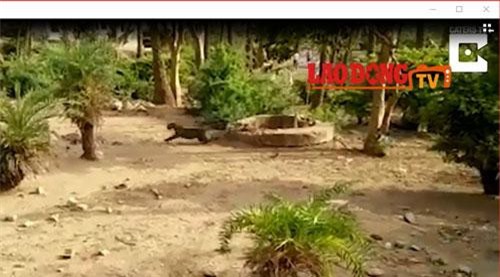 Clip: Giải cứu báo hoa mai rơi xuống giếng