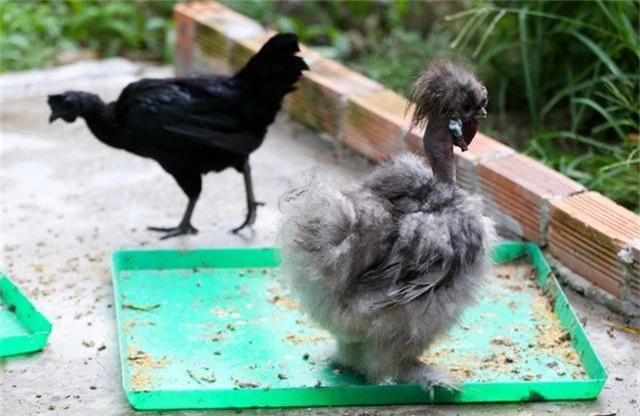 Những con gà cổ rắn được anh Phan Minh Hồng, chủ trại gà ở Bình Dương nhập từ Hà Lan về nuôi hơn 2 năm nay.
