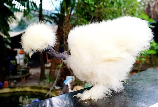 Gà cổ rắn có màu lông khá đa dạng, từ đen, trắng, xám, nâu, vàng... những con gà đực có mào cùng chòm lông mượt trên đỉnh đầu. Gà cái không có mào và lông trên đầu mọc nhiều hơn gà đực.