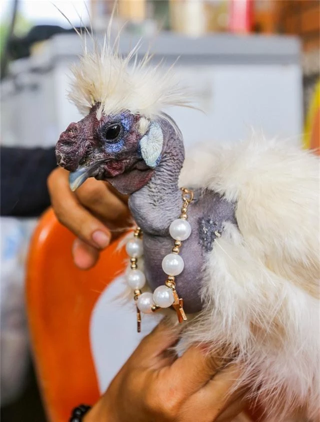 Nhiều người có sở thích đeo trang sức ở cổ gà để tăng vẻ đẹp.