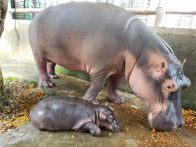  Hà mã con Bé Xoài luôn theo sát bên mẹ. Hà mã (Hippopotamus amphibius) hiện là loài động vật hoang dã nằm trong sách đỏ thế giới có nguy cơ tuyệt chủng cao. 