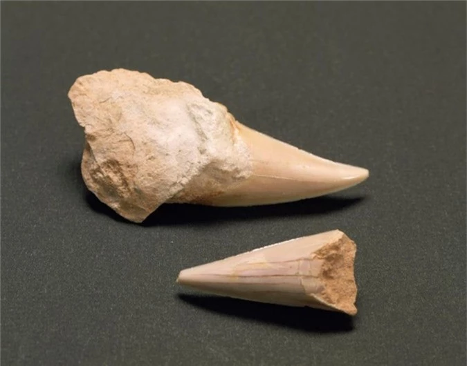 Mẫu răng hóa thạch của cá mập thời tiền sử. Ảnh: Getty