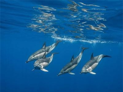 Những bức ảnh tuyệt đẹp về động vật dưới lòng đại dương xanh