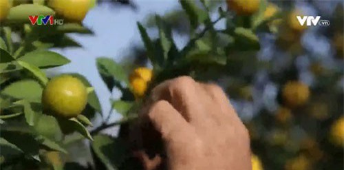 Các vườn quất Tứ Liên chuẩn bị đón Tết