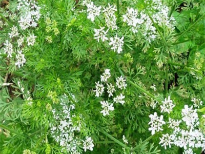 Cây rau mùi - Thuốc thúc sởi, hỗ trợ tiêu hóa