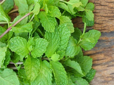 Bạc hà - Dược liệu giải cảm, giảm căng thẳng