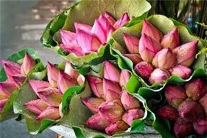 Những bài thuốc quý từ hoa sen ít người biết