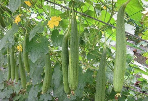 Cách trồng mướp tại nhà cực đơn giản, cho năng suất cao