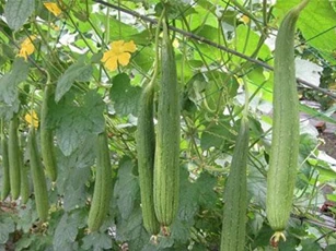 Cách trồng mướp tại nhà cực đơn giản, cho năng suất cao