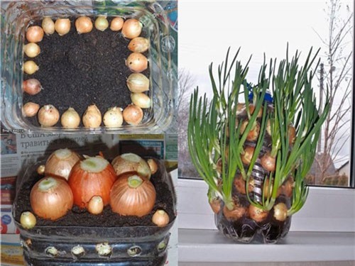 Clip: Cách trồng hành lá bằng chai nhựa ăn quanh năm không hết