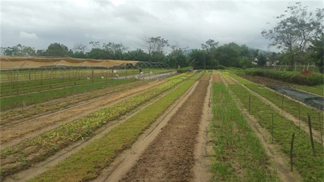 Trận mưa lịch sử vừa qua tại Đà Nẵng khiến nhiều diện tích rau của nông dân bị hư hại
