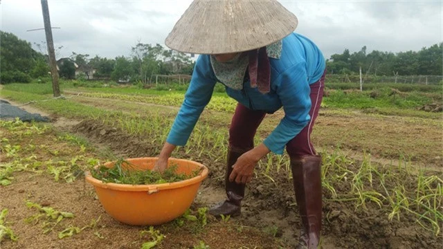 Nhìn những luống rau chết héo mà những người nông dân không khỏi xót xa