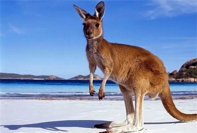 Giai thoại về nguồn gốc cái tên “kangaroo” của loài chuột túi - ảnh 1