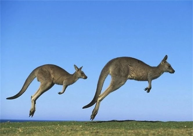 Giai thoại về nguồn gốc cái tên “kangaroo” của loài chuột túi - ảnh 2