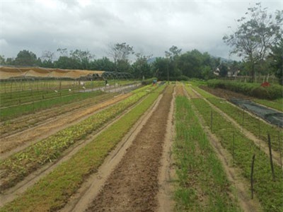 Đà Nẵng: Nông dân mất trắng sau trận mưa lịch sử