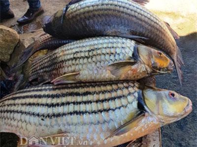 Ly kỳ chiến thuật săn 'thủy quái' của 'sát thủ' cá bên dòng Sê San