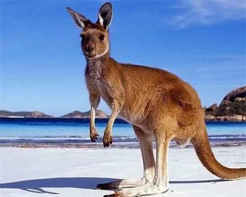 Giai thoại về nguồn gốc cái tên 'kangaroo' của loài chuột túi