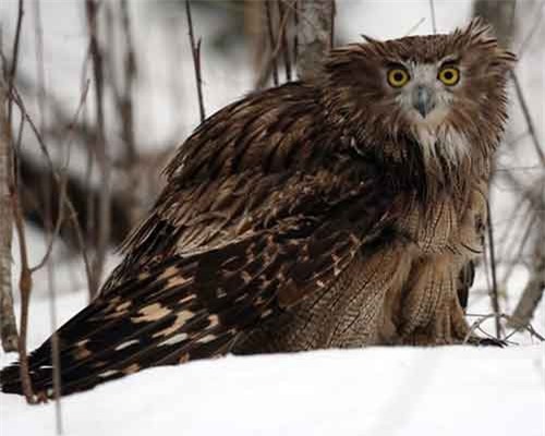 Loài cú lớn nhất thế giới, 'ác ma' nguy hiểm nhất bầu trời