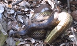 Clip: Cận cảnh rắn siết chặt con mồi đến chết rồi... nuốt chửng