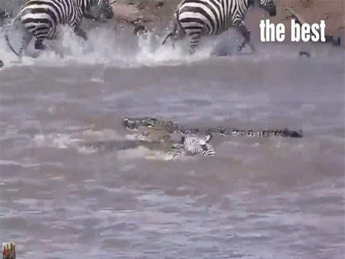 Clip: Ngựa vằn xấu số thoát cá sấu, gặp ngay sư tử