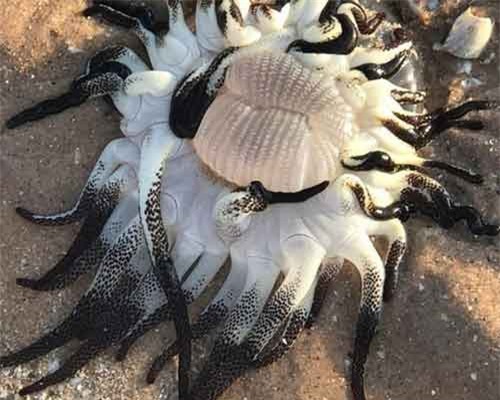 Sinh vật 'không ai biết là gì' dạt vào bờ biển Australia