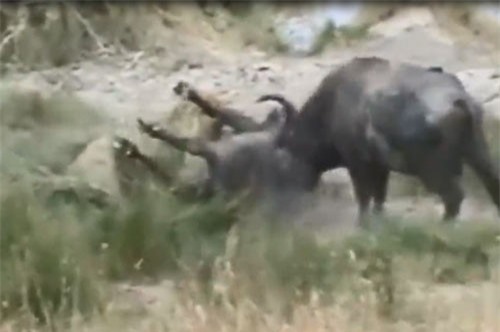 CLIP: Trâu rừng tấn công sư tử, cứu đồng loại thoát chết