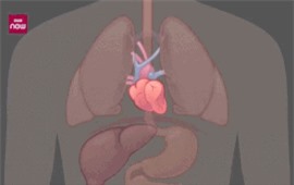 Clip: Những thay đổi trong cơ thể khi bạn nhịn ăn