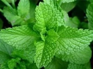 Trị hôi miệng hiệu quả chỉ với 3 loại rau thơm