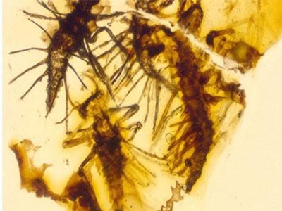 Côn trùng 130 triệu năm tuổi bị mắc kẹt trong hổ phách ngay khi vừa được sinh ra