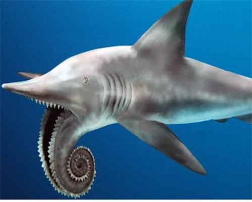 Các loài động vật đã tiến hóa như thế nào ?