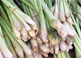 Khám phá những lợi ích bất ngờ từ cây sả 