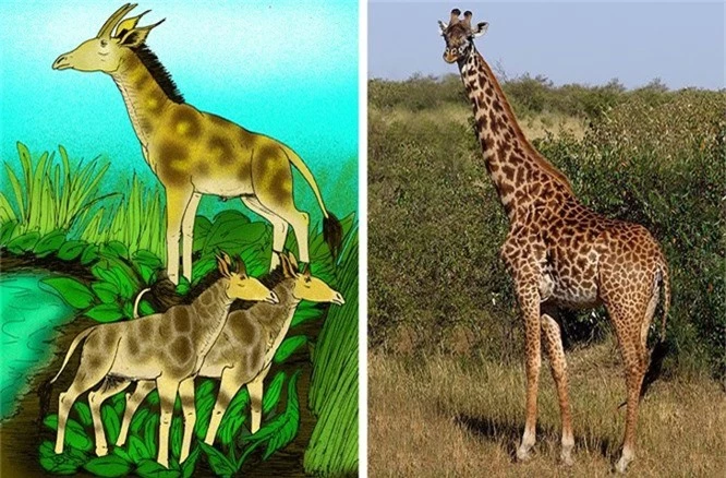 Các loài động vật đã tiến hóa như thế nào ? - ảnh 4