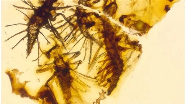 Côn trùng 130 triệu năm tuổi bị mắc kẹt trong hổ phách ngay khi vừa được sinh ra - Ảnh 1.