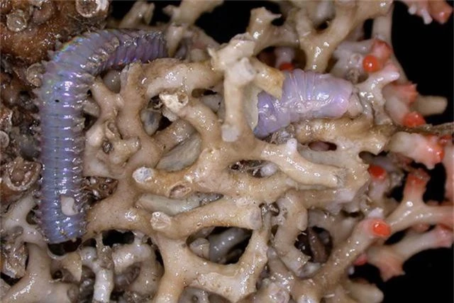 Ngắm những sinh vật biển kì lạ các nhà khoa học vừa tìm thấy ở Australia - Ảnh 1.