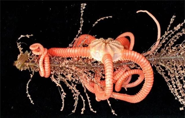 Ngắm những sinh vật biển kì lạ các nhà khoa học vừa tìm thấy ở Australia - Ảnh 2.