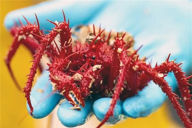 Ngắm những sinh vật biển kì lạ các nhà khoa học vừa tìm thấy ở Australia - Ảnh 3.