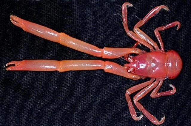 Ngắm những sinh vật biển kì lạ các nhà khoa học vừa tìm thấy ở Australia - Ảnh 5.