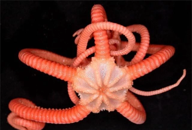 Ngắm những sinh vật biển kì lạ các nhà khoa học vừa tìm thấy ở Australia - Ảnh 6.