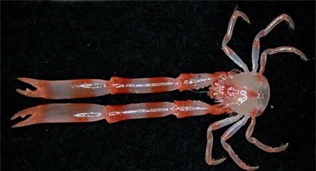 Ngắm những sinh vật biển kì lạ các nhà khoa học vừa tìm thấy ở Australia - Ảnh 9.