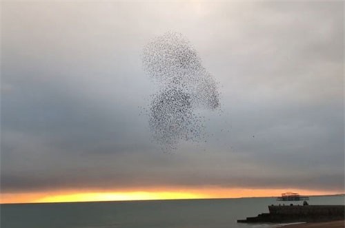 CLIP HOT (23/12): Rắn ‘xử tử’ chồn, 'trái tim khổng lồ' bất ngờ xuất hiện giữa bầu trời