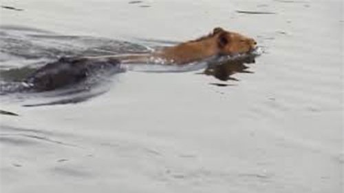 Clip: Sư tử may mắn thoát chết khi đụng độ cá sấu dưới nước