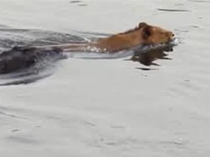 Clip: Sư tử may mắn thoát chết khi đụng độ cá sấu dưới nước