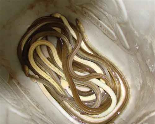 Điều kỳ thú ở loài cá nhìn như rắn, có ở Việt Nam